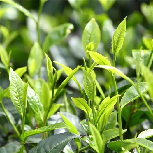 梁河县 云南大叶茶  绿茶