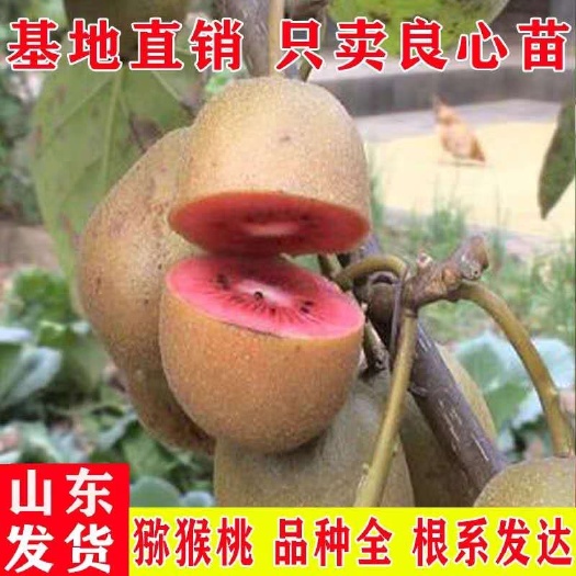 平邑县 红心猕猴桃苗 基地直销 包品种包成活