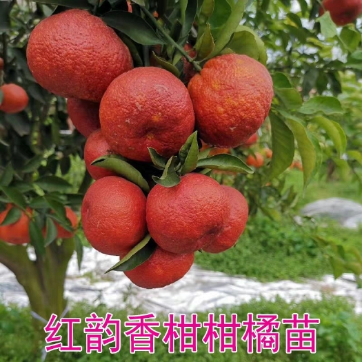 平邑县沃柑苗  红韵香柑果树苗 红韵血柑  晚熟 柑橘苗 果树苗 嫁接苗