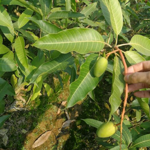 灵山县四季芒果苗 优质四季蜜芒