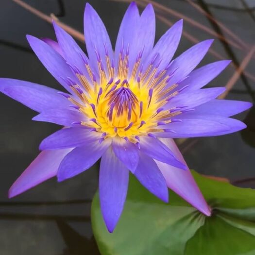 苏州 睡莲  花色齐全