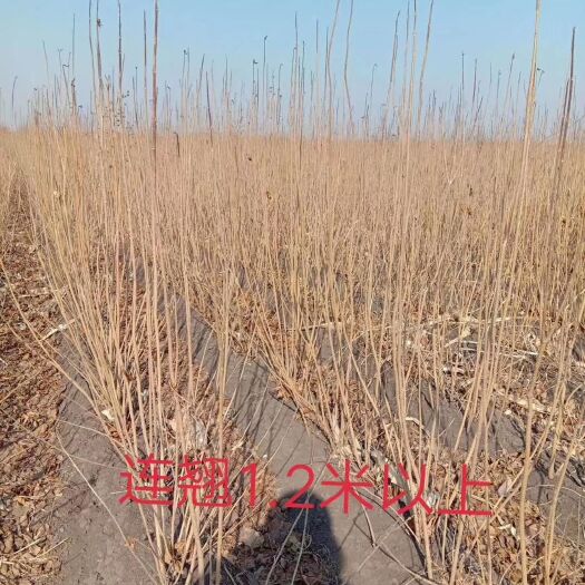 开原市现苗 东北连翘 耐寒花灌木 绿化工程用苗 价格合理 实地看