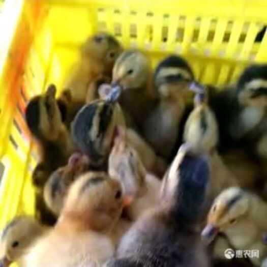 南宁 鸭苗，大种杂交鸭苗，诚信企业，有需要的老板请联系。
