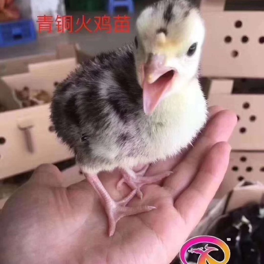南宁火鸡苗 青铜火鸡，包邮包打疫苗