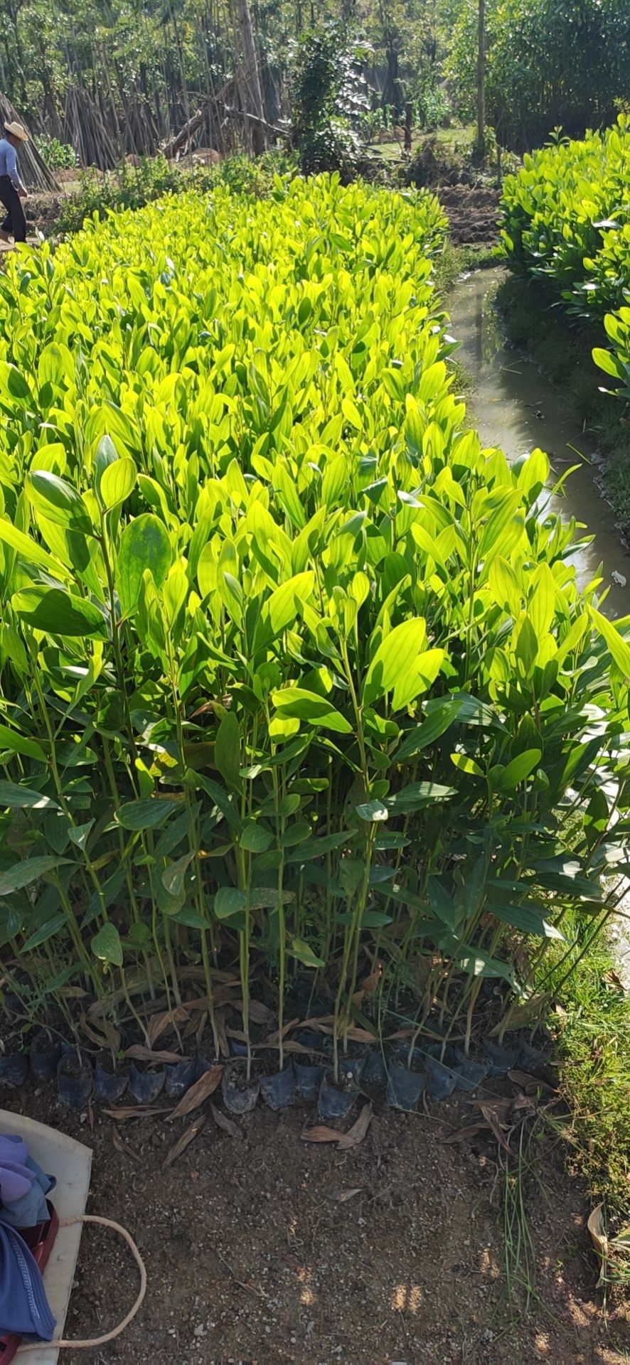 广东普宁马占相思树苗基地