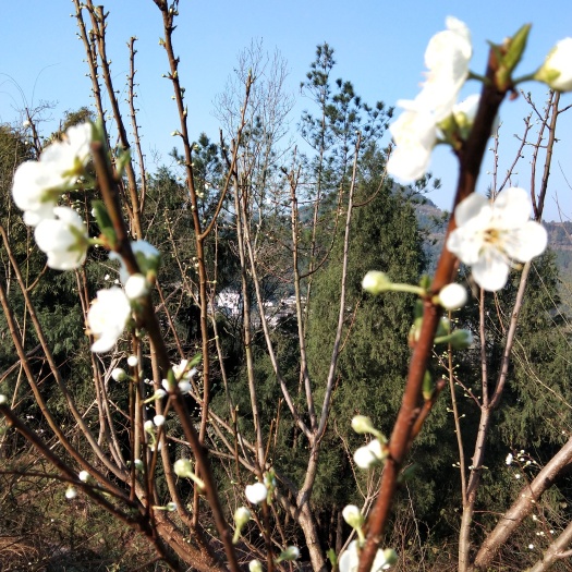 仪陇县 提供高品质天然，蜂糖李，冰糖李，凤凰李德乡德李，品质之礼