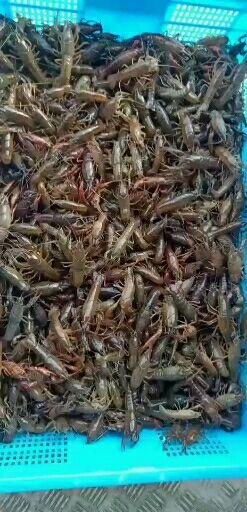 济宁 小龙虾苗开始出货，大量有，要的联系我