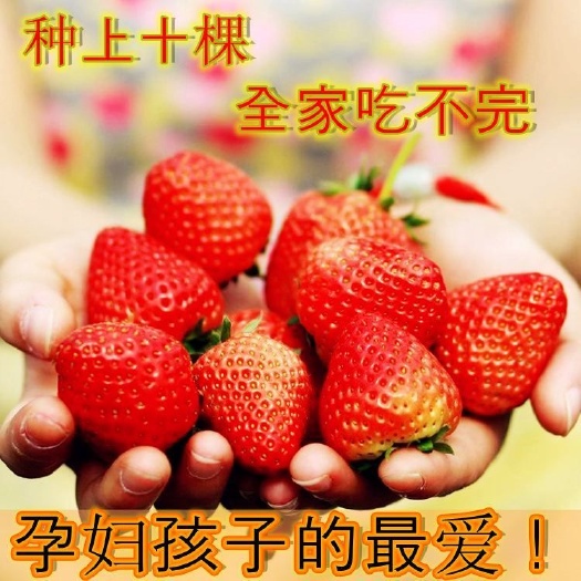 沭阳县 草莓苗奶油，草莓四季草莓苗，甜蜜香草莓