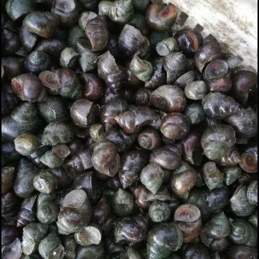  淡水螺狮可食用
