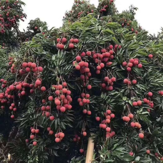 灵山县 无核荔枝苗，大小苗都有。