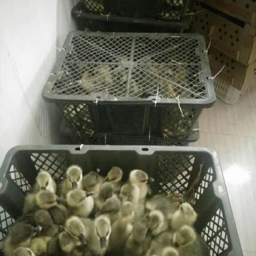 衡阳 灰鹅苗鹅苗