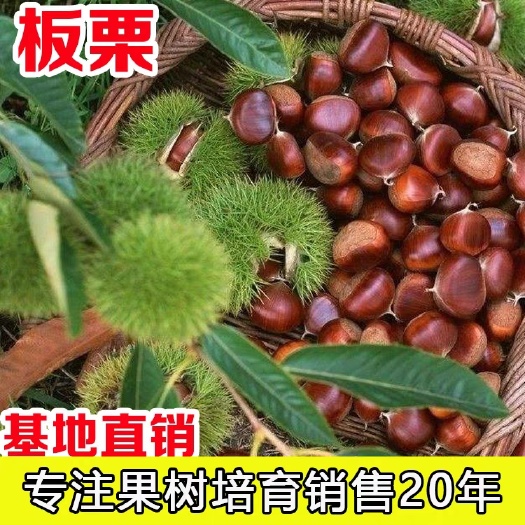 平邑县大红袍板栗苗 泰山一号大红袍板栗当年结果苗味香口感甜糯南北方适宜栽种