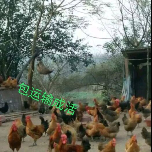 南宁 青脚土鸡苗 包疫苗包路损，诚信经营