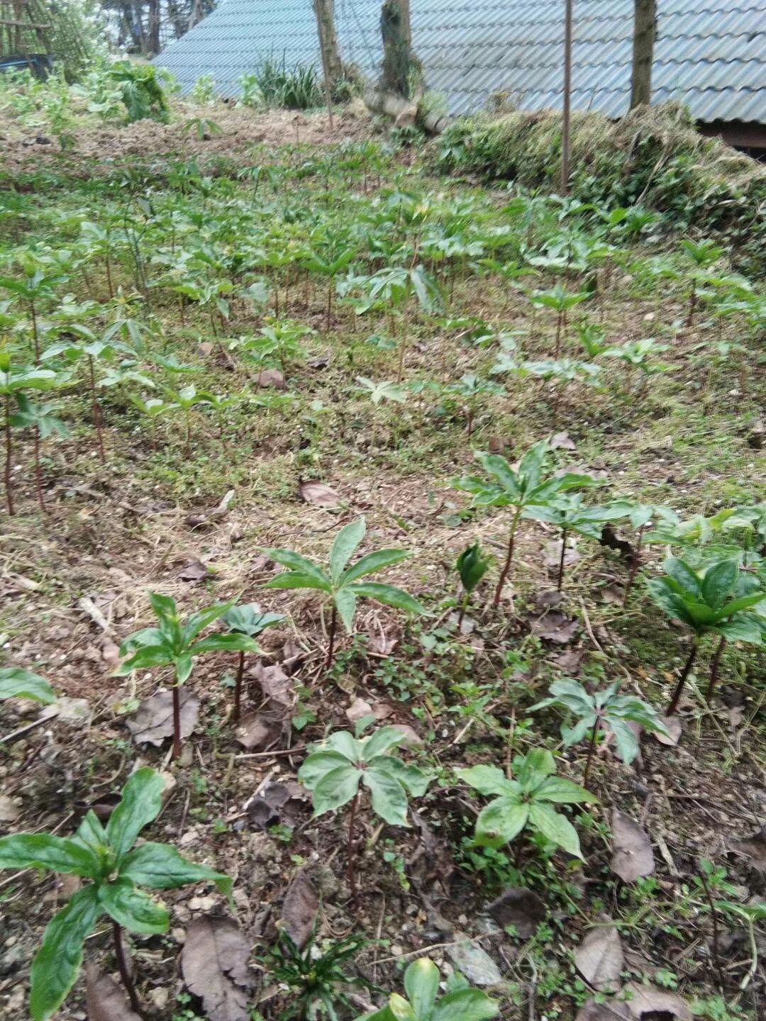  重楼苗出来了   老板可以预订了啊