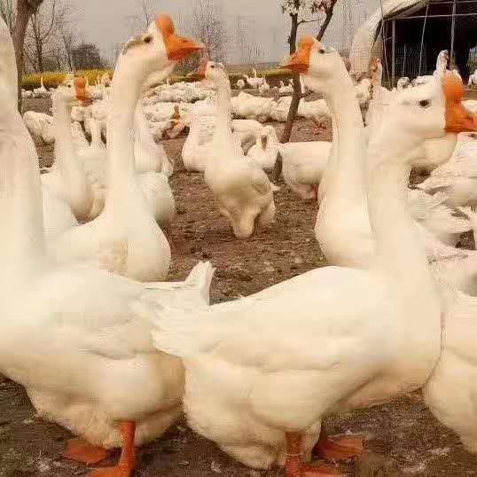 狮头鹅苗  白鹅苗  皖浦白鹅苗