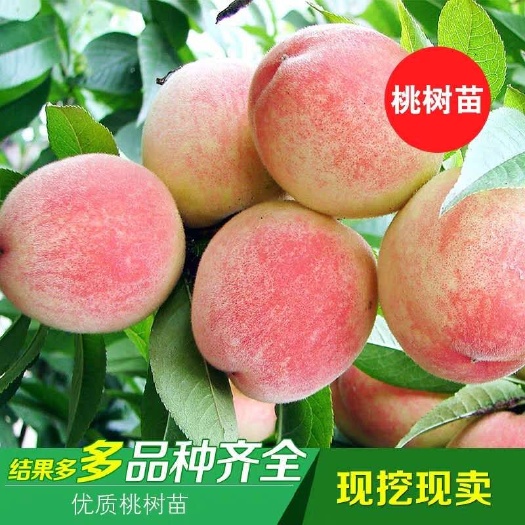 平邑县 水蜜桃苗 果实大 口感好 嫁接苗 包品种 包成活