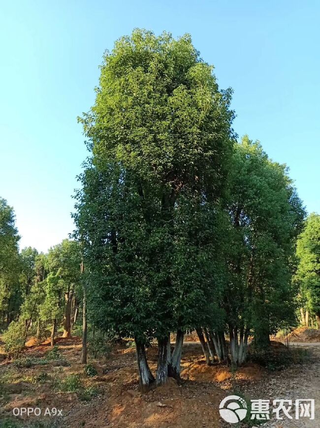  骨架移栽多杆香樟