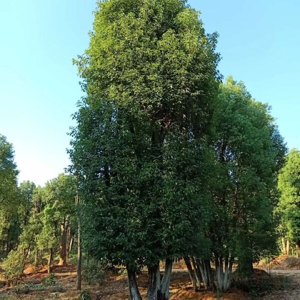  骨架移栽多杆香樟