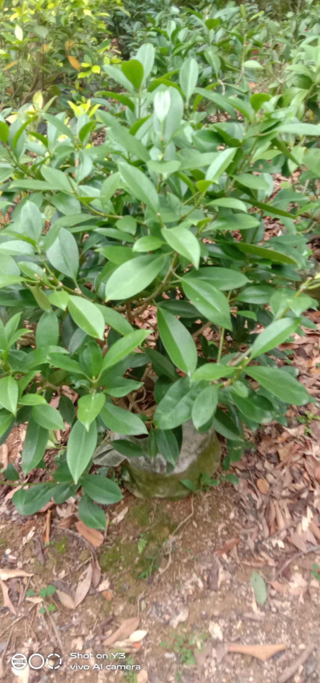 漳州 非洲 茉莉花