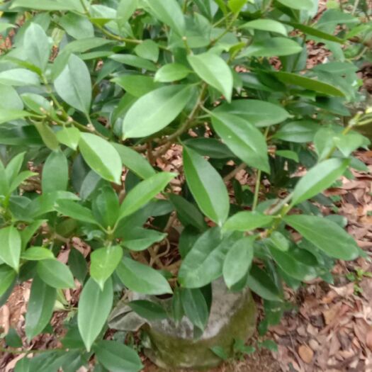 漳州 非洲 茉莉花