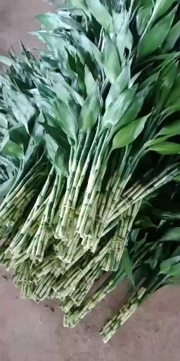 海口 海南富贵竹种植基地直供一手货源/中竹批发