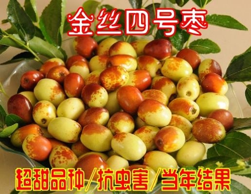 金丝新4号苗  嫁接枣树苗 金丝新4号枣苗 南方北方种植 现