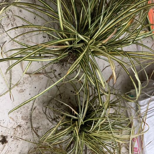 金叶菖蒲 金叶苔草