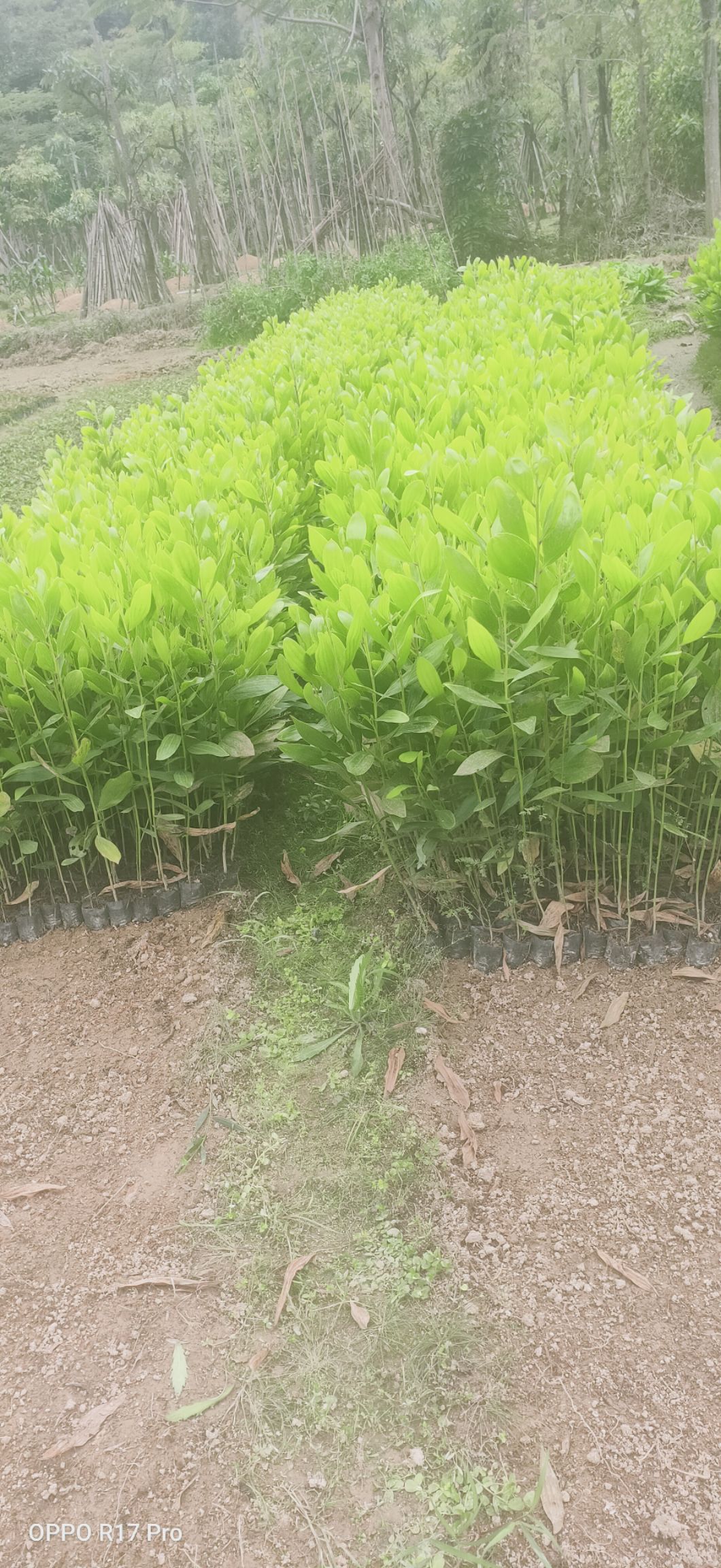 广东普宁马占相思树苗基地