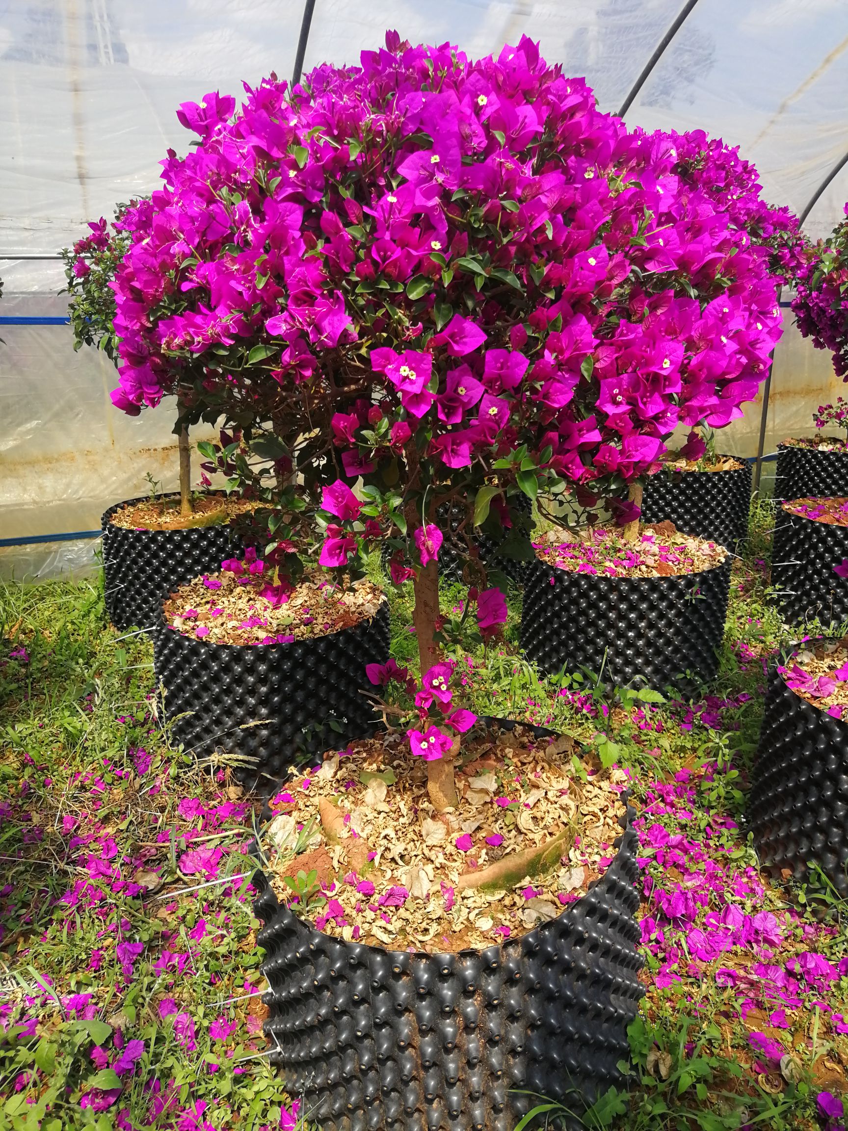  三角梅  叶子花切花配花潮州红三角梅 紫色三角梅