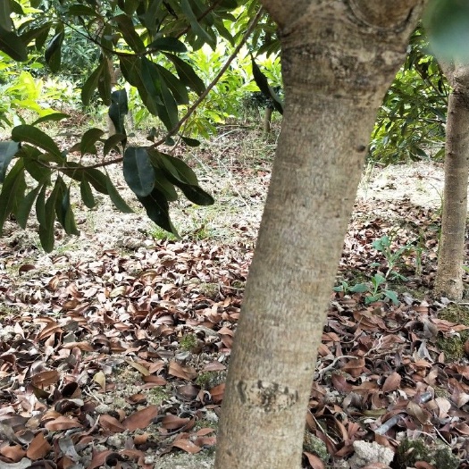 靖州县荸荠杨梅种苗 出售直径3～5公分湖南靖州乌梅苗、荸荠杨梅苗