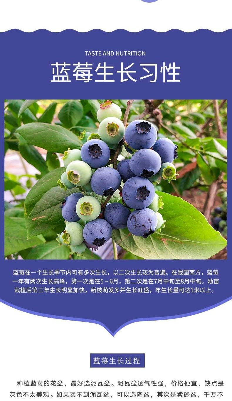 薄雾蓝莓苗 薄雾/奥尼尔/兔眼蓝莓树苗品种正宗量大从优可实地考察