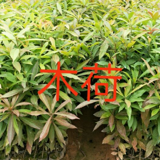 广州 木荷苗批发，基地直销木荷，木荷苗批发价格