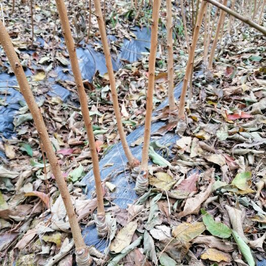 巴中蜂糖李树苗  长期供应青脆李、脆红李、五月脆李、蜂糖李、法兰西梅等李子品种