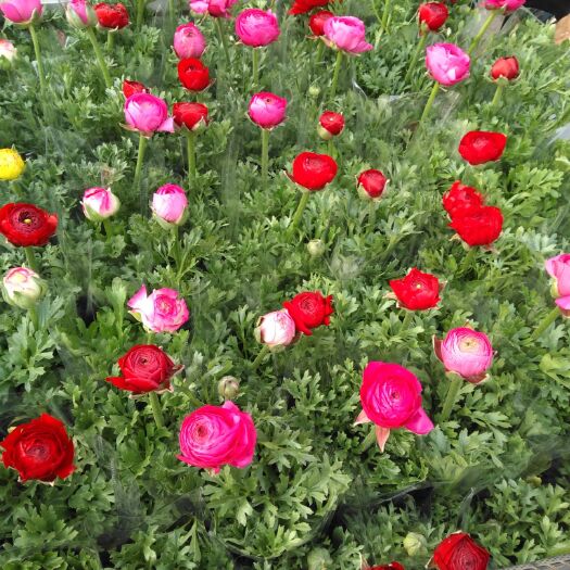 青州市花毛茛