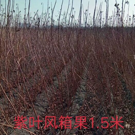 开原市现苗 紫叶风箱果 金叶风箱果 彩色绿篱苗 价格合理 实地看