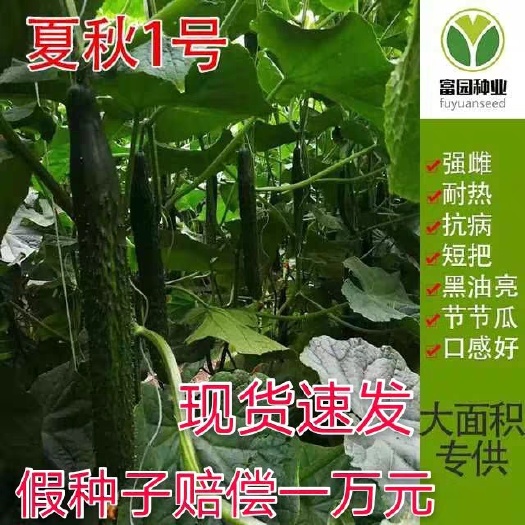 油亮密刺黄瓜种子  夏秋1号强雌耐热不嫁接也油亮绿瓤口感好