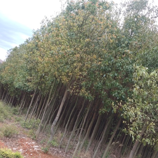 蓝山县 香樟树苗，红叶石楠