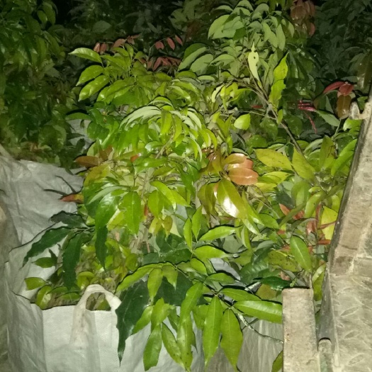 普宁市妃子笑荔枝苗 荔枝实生苗