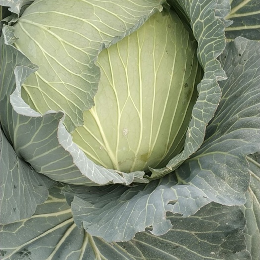 当阳市平包菜  湖北当阳京丰平包包菜大量上市 基地直供 可视频看货