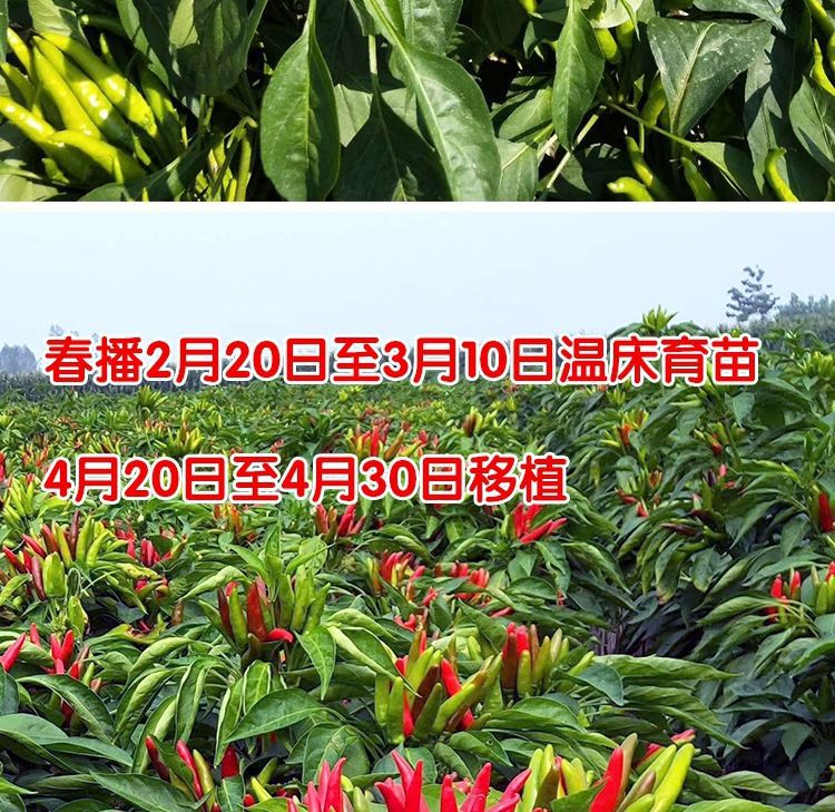 辣椒 亩产可达1700斤 朝天椒种子【吨椒传奇F1】
