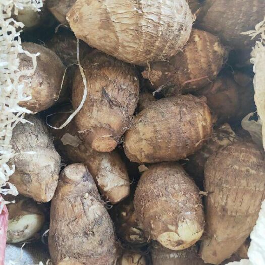安丘市 精品芋头8520
