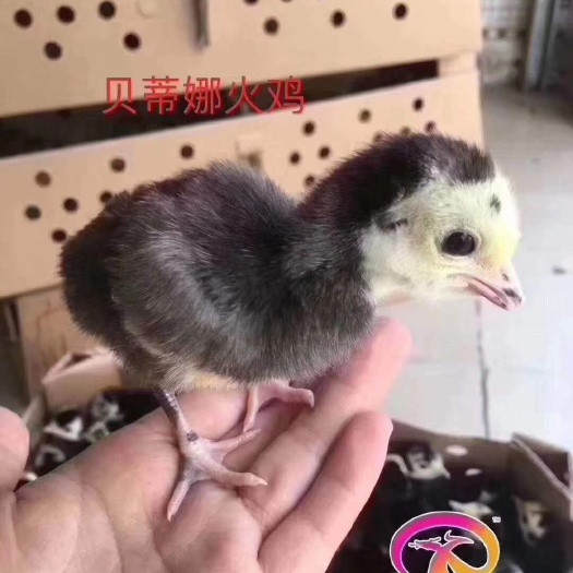 南宁贝蒂娜火鸡苗 包邮包打疫苗