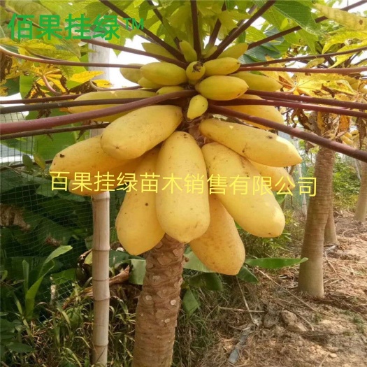 灵山县青皮红肉木瓜苗 黄心木瓜苗 基地直发