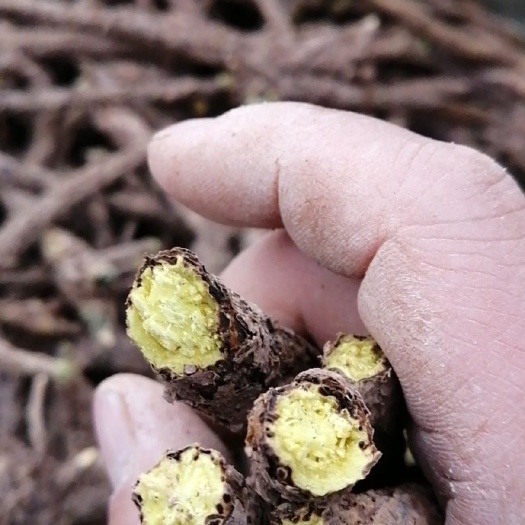 商洛黄芩 手选大条、统货药广货
