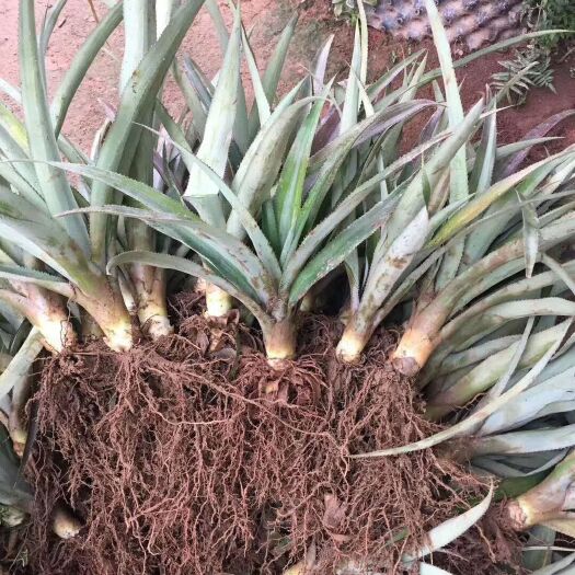 灵山县海南菠萝蜜苗  无需嫁接的地菠萝蜜苗