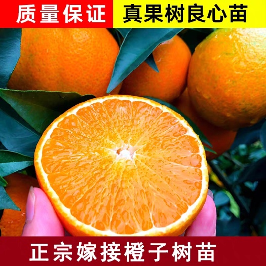 平邑县 纽荷尔脐橙玫瑰香橙树苗南北方适宜种植
