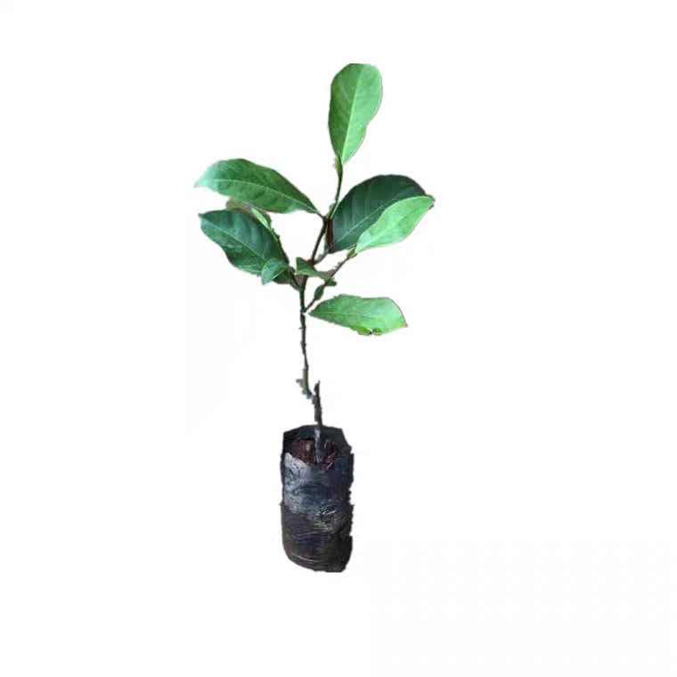  菠萝蜜树苗 嫁接马来西亚1号水果苗菠萝蜜苗树苗南方种植带土