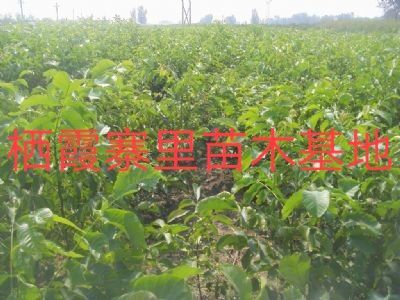 栖霞市 核桃苗 桃苗 苹果苗 栗子苗 樱桃苗 等等优质苗木