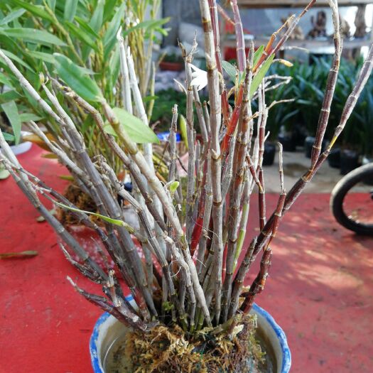 贵阳棒节石斛盆栽
