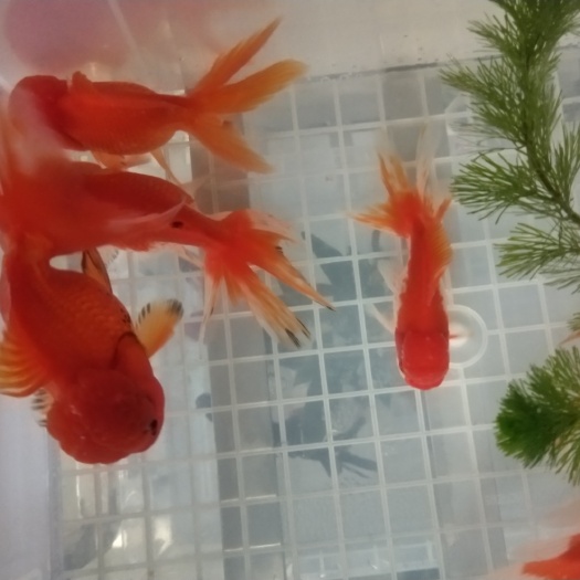 成都狮子头系列 狮子头